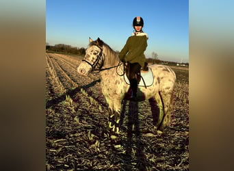 Appaloosa, Ruin, 12 Jaar, 150 cm, Appaloosa