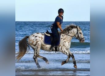 Appaloosa, Ruin, 12 Jaar, 150 cm, Appaloosa