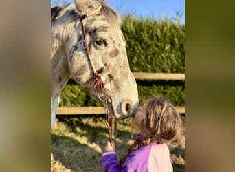 Appaloosa, Ruin, 12 Jaar, 150 cm, Appaloosa