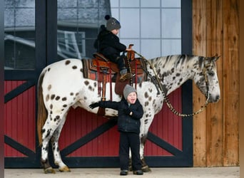 Appaloosa, Ruin, 12 Jaar, 152 cm, Appaloosa