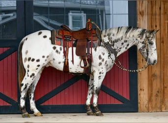 Appaloosa, Ruin, 12 Jaar, 152 cm, Appaloosa