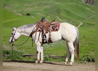 Appaloosa, Ruin, 12 Jaar, 152 cm, Roan-Red