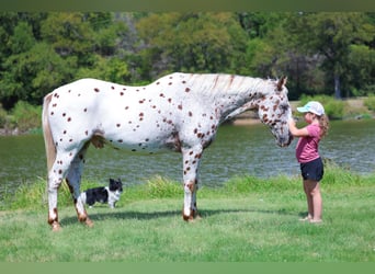 Appaloosa, Ruin, 12 Jaar, 152 cm