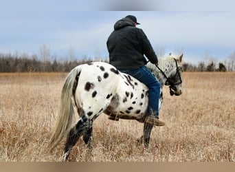 Appaloosa, Ruin, 12 Jaar, 152 cm, Wit