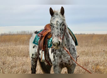 Appaloosa, Ruin, 12 Jaar, 152 cm, Wit