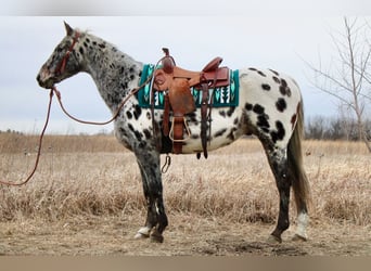 Appaloosa, Ruin, 12 Jaar, 152 cm, Wit