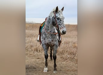 Appaloosa, Ruin, 12 Jaar, 152 cm, Wit