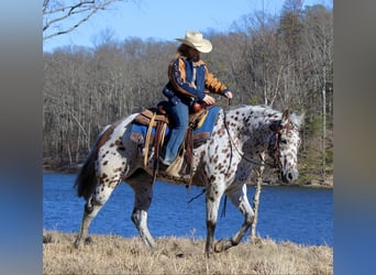 Appaloosa, Ruin, 12 Jaar, 155 cm, Donkere-vos