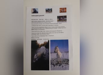 Appaloosa, Ruin, 12 Jaar, 163 cm