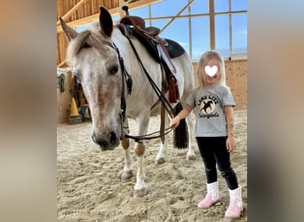 Appaloosa Mix, Ruin, 13 Jaar, 130 cm, Brown Falb schimmel