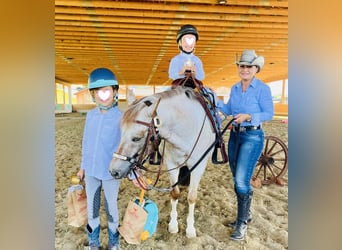 Appaloosa Mix, Ruin, 13 Jaar, 130 cm, Brown Falb schimmel