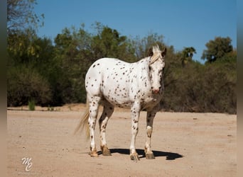 Appaloosa, Ruin, 13 Jaar, 130 cm, Roan-Red