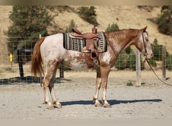 Appaloosa, Ruin, 13 Jaar, 142 cm, Donkere-vos