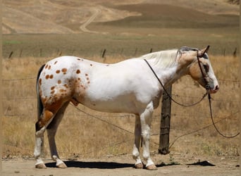 Appaloosa, Ruin, 13 Jaar, 150 cm, Buckskin