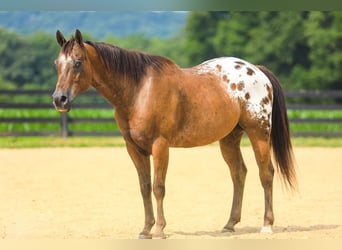 Appaloosa, Ruin, 13 Jaar, 150 cm