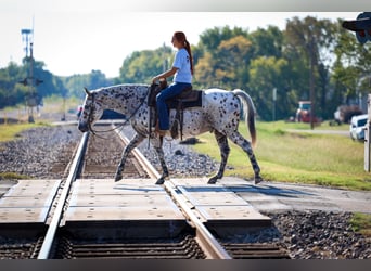 Appaloosa, Ruin, 13 Jaar, 152 cm