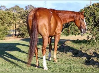 Appaloosa, Ruin, 13 Jaar, 155 cm, Donkere-vos