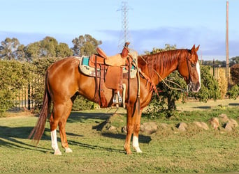 Appaloosa, Ruin, 13 Jaar, 155 cm, Donkere-vos