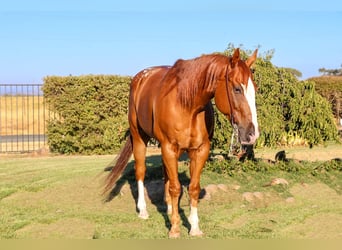 Appaloosa, Ruin, 13 Jaar, 155 cm, Donkere-vos