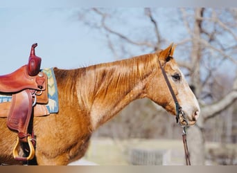 Appaloosa, Ruin, 13 Jaar, 155 cm, Donkere-vos