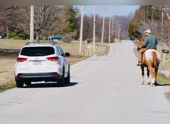 Appaloosa, Ruin, 13 Jaar, 155 cm, Donkere-vos