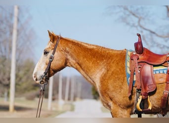 Appaloosa, Ruin, 13 Jaar, 155 cm, Donkere-vos