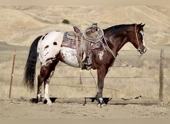 Appaloosa, Ruin, 13 Jaar, 155 cm, Roodbruin