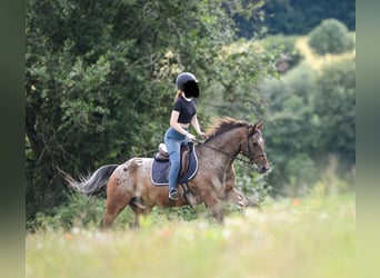 Appaloosa Mix, Ruin, 13 Jaar, 160 cm, Appaloosa