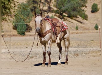 Appaloosa, Ruin, 14 Jaar, 135 cm, Buckskin