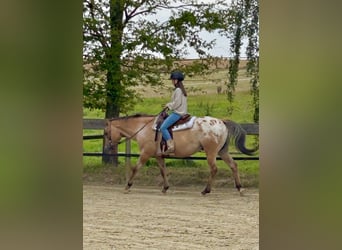 Appaloosa, Ruin, 14 Jaar, 149 cm, Falbe