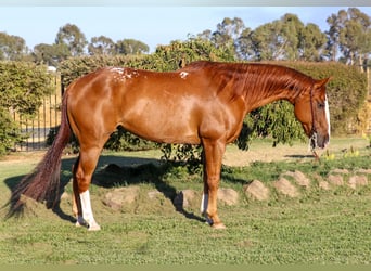 Appaloosa, Ruin, 14 Jaar, 155 cm, Donkere-vos