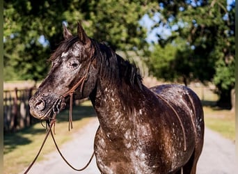 Appaloosa, Ruin, 14 Jaar, 155 cm, Zwart