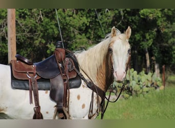 Appaloosa, Ruin, 14 Jaar, 157 cm, Donkere-vos