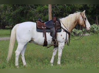 Appaloosa, Ruin, 14 Jaar, 157 cm, Donkere-vos