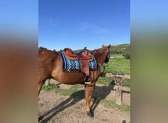 Appaloosa, Ruin, 14 Jaar, 158 cm, Vos