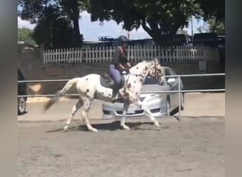 Appaloosa, Ruin, 15 Jaar, 150 cm, Donkere-vos