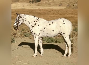 Appaloosa, Ruin, 15 Jaar, 150 cm, Donkere-vos