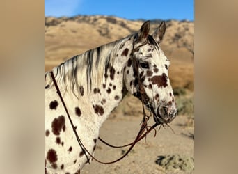 Appaloosa, Ruin, 15 Jaar, 150 cm, Donkere-vos