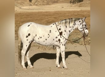 Appaloosa, Ruin, 15 Jaar, 150 cm, Donkere-vos