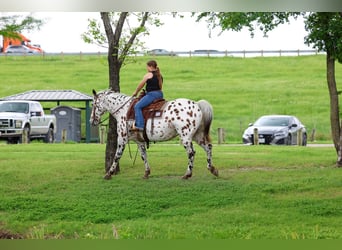Appaloosa, Ruin, 15 Jaar, 152 cm, Appaloosa
