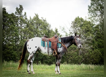 Appaloosa, Ruin, 15 Jaar, 152 cm, Donkere-vos