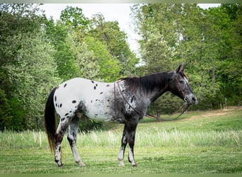 Appaloosa, Ruin, 15 Jaar, 152 cm, Donkere-vos