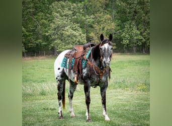 Appaloosa, Ruin, 15 Jaar, 152 cm, Donkere-vos