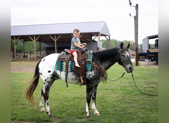 Appaloosa, Ruin, 15 Jaar, 152 cm, Donkere-vos