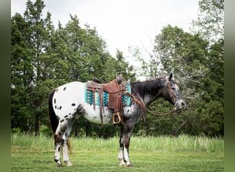 Appaloosa, Ruin, 15 Jaar, 152 cm, Donkere-vos