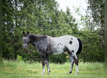 Appaloosa, Ruin, 15 Jaar, 152 cm, Donkere-vos