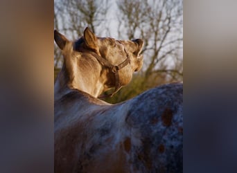 Appaloosa, Ruin, 15 Jaar, 165 cm, Roan-Red