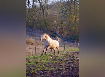Appaloosa, Ruin, 15 Jaar, 165 cm, Roan-Red