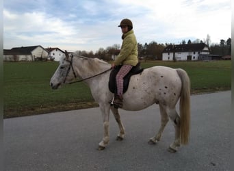 Appaloosa Mix, Ruin, 16 Jaar, 154 cm, Appaloosa