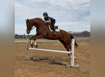 Appaloosa, Ruin, 16 Jaar, 173 cm, Donkere-vos